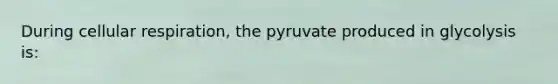 During <a href='https://www.questionai.com/knowledge/k1IqNYBAJw-cellular-respiration' class='anchor-knowledge'>cellular respiration</a>, the pyruvate produced in glycolysis is: