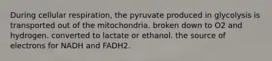 During cellular respiration, the pyruvate produced in glycolysis is transported out of the mitochondria. broken down to O2 and hydrogen. converted to lactate or ethanol. the source of electrons for NADH and FADH2.