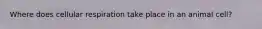 Where does cellular respiration take place in an animal cell?