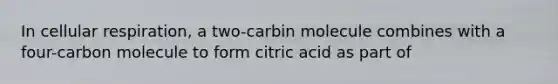 In cellular respiration, a two-carbin molecule combines with a four-carbon molecule to form citric acid as part of