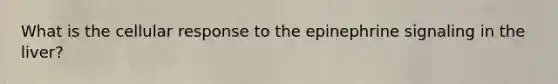 What is the cellular response to the epinephrine signaling in the liver?