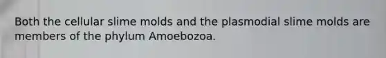 Both the cellular slime molds and the plasmodial slime molds are members of the phylum Amoebozoa.