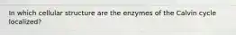 In which cellular structure are the enzymes of the Calvin cycle localized?