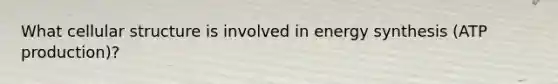 What cellular structure is involved in energy synthesis (ATP production)?