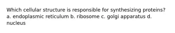 Which cellular structure is responsible for synthesizing proteins? a. endoplasmic reticulum b. ribosome c. golgi apparatus d. nucleus