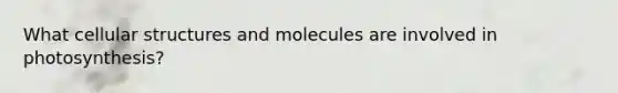 What cellular structures and molecules are involved in photosynthesis?