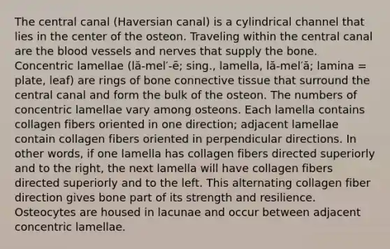 The central canal (Haversian canal) is a cylindrical channel that lies in the center of the osteon. Traveling within the central canal are the blood vessels and nerves that supply the bone. Concentric lamellae (lă-mel′-ē; sing., lamella, lă-mel′ă; lamina = plate, leaf) are rings of bone connective tissue that surround the central canal and form the bulk of the osteon. The numbers of concentric lamellae vary among osteons. Each lamella contains collagen fibers oriented in one direction; adjacent lamellae contain collagen fibers oriented in perpendicular directions. In other words, if one lamella has collagen fibers directed superiorly and to the right, the next lamella will have collagen fibers directed superiorly and to the left. This alternating collagen fiber direction gives bone part of its strength and resilience. Osteocytes are housed in lacunae and occur between adjacent concentric lamellae.