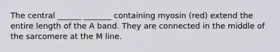 The central ______ _______ containing myosin (red) extend the entire length of the A band. They are connected in the middle of the sarcomere at the M line.