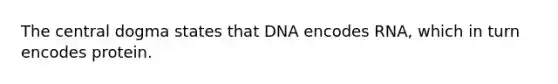 The central dogma states that DNA encodes RNA, which in turn encodes protein.