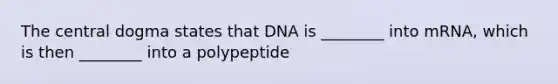 The central dogma states that DNA is ________ into mRNA, which is then ________ into a polypeptide