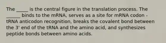 The _____ is the central figure in the translation process. The ______ binds to the mRNA, serves as a site for mRNA codon - tRNA anticodon recognition, breaks the covalent bond between the 3' end of the tRNA and the amino acid, and synthesizes peptide bonds between amino acids.