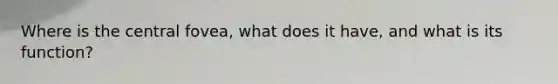 Where is the central fovea, what does it have, and what is its function?