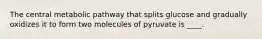 The central metabolic pathway that splits glucose and gradually oxidizes it to form two molecules of pyruvate is ____.