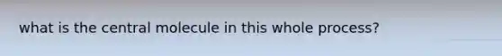 what is the central molecule in this whole process?