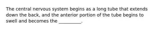 The central nervous system begins as a long tube that extends down the back, and the anterior portion of the tube begins to swell and becomes the __________.