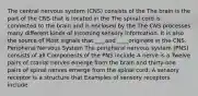 The central nervous system (CNS) consists of the The brain is the part of the CNS that is located in the The spinal cord is connected to the brain and is enclosed by the The CNS processes many different kinds of incoming sensory information. It is also the source of Most signals that ___ and ____originate in the CNS. Peripheral Nervous System The peripheral nervous system (PNS) consists of all Components of the PNS include A nerve is a Twelve pairs of cranial nerves emerge from the brain and thirty-one pairs of spinal nerves emerge from the spinal cord. A sensory receptor is a structure that Examples of sensory receptors include