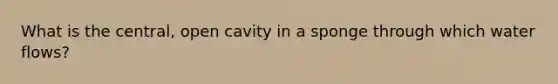 What is the central, open cavity in a sponge through which water flows?