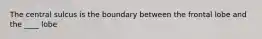The central sulcus is the boundary between the frontal lobe and the ____ lobe
