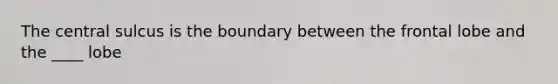 The central sulcus is the boundary between the frontal lobe and the ____ lobe
