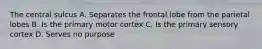 The central sulcus A. Separates the frontal lobe from the parietal lobes B. Is the primary motor cortex C. Is the primary sensory cortex D. Serves no purpose