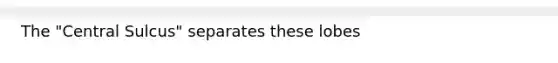 The "Central Sulcus" separates these lobes