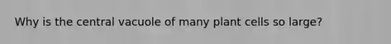 Why is the central vacuole of many plant cells so large?