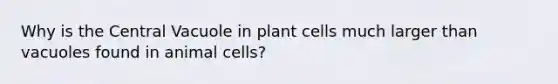 Why is the Central Vacuole in plant cells much larger than vacuoles found in animal cells?