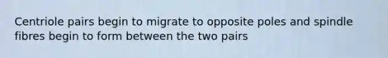 Centriole pairs begin to migrate to opposite poles and spindle fibres begin to form between the two pairs