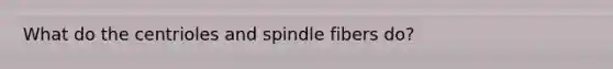 What do the centrioles and spindle fibers do?