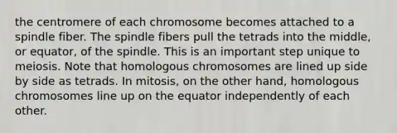 the centromere of each chromosome becomes attached to a spindle fiber. The spindle fibers pull the tetrads into the middle, or equator, of the spindle. This is an important step unique to meiosis. Note that homologous chromosomes are lined up side by side as tetrads. In mitosis, on the other hand, homologous chromosomes line up on the equator independently of each other.