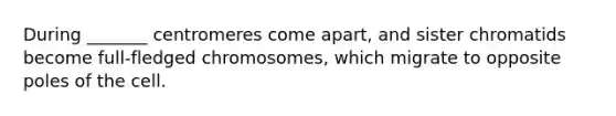 During _______ centromeres come apart, and sister chromatids become full-fledged chromosomes, which migrate to opposite poles of the cell.