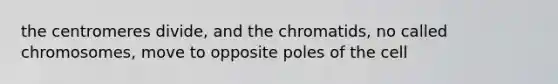 the centromeres divide, and the chromatids, no called chromosomes, move to opposite poles of the cell