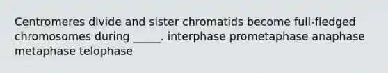 Centromeres divide and sister chromatids become full-fledged chromosomes during _____. interphase prometaphase anaphase metaphase telophase