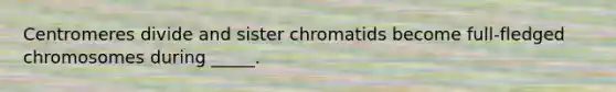 Centromeres divide and sister chromatids become full-fledged chromosomes during _____.