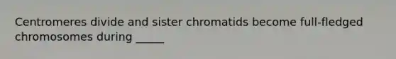 Centromeres divide and sister chromatids become full-fledged chromosomes during _____