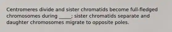 Centromeres divide and sister chromatids become full-fledged chromosomes during _____; sister chromatids separate and daughter chromosomes migrate to opposite poles.