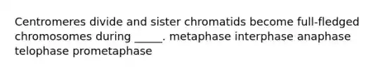 Centromeres divide and sister chromatids become full-fledged chromosomes during _____. metaphase interphase anaphase telophase prometaphase