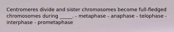 Centromeres divide and sister chromosomes become full-fledged chromosomes during _____. - metaphase - anaphase - telophase - interphase - prometaphase