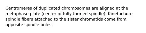 Centromeres of duplicated chromosomes are aligned at the metaphase plate (center of fully formed spindle). Kinetochore spindle fibers attached to the sister chromatids come from opposite spindle poles.