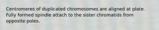 Centromeres of duplicated chromosomes are aligned at plate. Fully formed spindle attach to the sister chromatids from opposite poles.