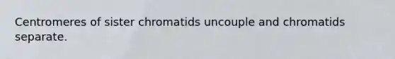 Centromeres of sister chromatids uncouple and chromatids separate.