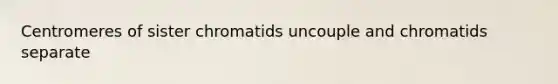 Centromeres of sister chromatids uncouple and chromatids separate