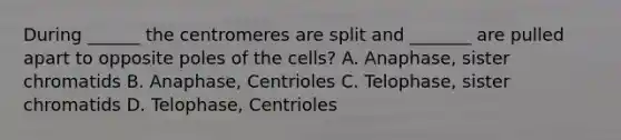 During ______ the centromeres are split and _______ are pulled apart to opposite poles of the cells? A. Anaphase, sister chromatids B. Anaphase, Centrioles C. Telophase, sister chromatids D. Telophase, Centrioles