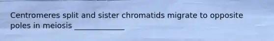 Centromeres split and sister chromatids migrate to opposite poles in meiosis _____________