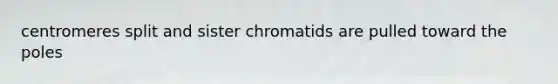 centromeres split and sister chromatids are pulled toward the poles