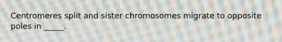 Centromeres split and sister chromosomes migrate to opposite poles in _____.