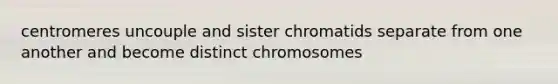 centromeres uncouple and sister chromatids separate from one another and become distinct chromosomes