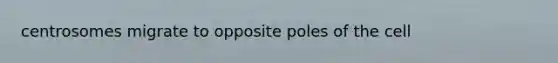 centrosomes migrate to opposite poles of the cell