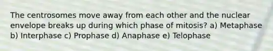 The centrosomes move away from each other and the nuclear envelope breaks up during which phase of mitosis? a) Metaphase b) Interphase c) Prophase d) Anaphase e) Telophase