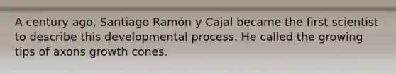 A century ago, Santiago Ramón y Cajal became the first scientist to describe this developmental process. He called the growing tips of axons growth cones.